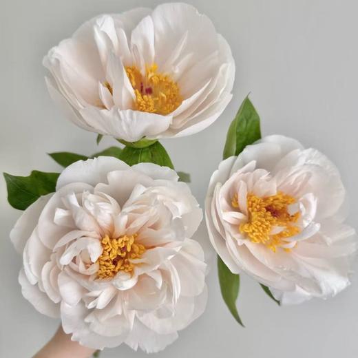 【昆明仓现货 】 芍药 | 羞涩公主 商品图0