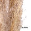 永生花材 | 大芦苇原色 商品缩略图1