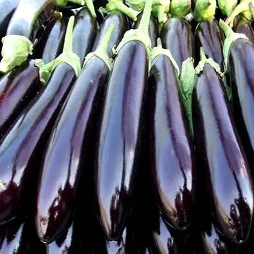 周日取货：【新鲜紫茄子】一袋3斤左右，紫亮油润，肉质细嫩！ 商品图2
