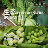 生态蔬菜组合（莴笋/带壳豌豆/带壳蚕豆/生态西芹/生态莲花白）（农场直发-顺丰包邮）|多种规格，来自成都郫都，生产者：原乡生态农场 商品缩略图0