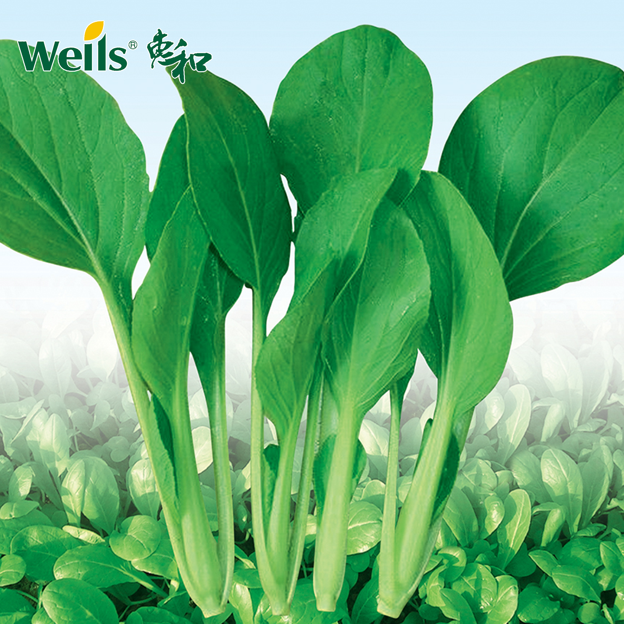 「专业种子」速生鸡毛菜 青菜杂交种子 本品种是“上海青”的改良品种