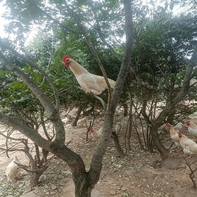 跑山健身-童子鸡 散养在昆嵛山林里，日常在林子里吃虫草之外，吃粮食、豆粕发酵的混合物，吃粮食长大的鸡，一整年都不会生病，不用喂药，身体也很棒⭐️顺丰快递