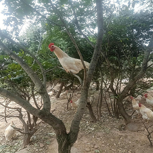 跑山健身-童子鸡 散养在昆嵛山林里，日常在林子里吃虫草之外，吃粮食、豆粕发酵的混合物，吃粮食长大的鸡，一整年都不会生病，不用喂药，身体也很棒⭐️顺丰快递 商品图0