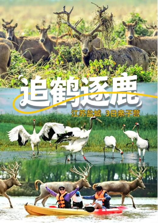 五一江苏盐城追鹤逐鹿，滩涂拖拉机赶海，赏麋鹿丹顶鹤3日亲子游 商品图0