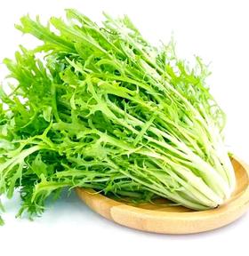 【SF】苦菊 凉拌佳品