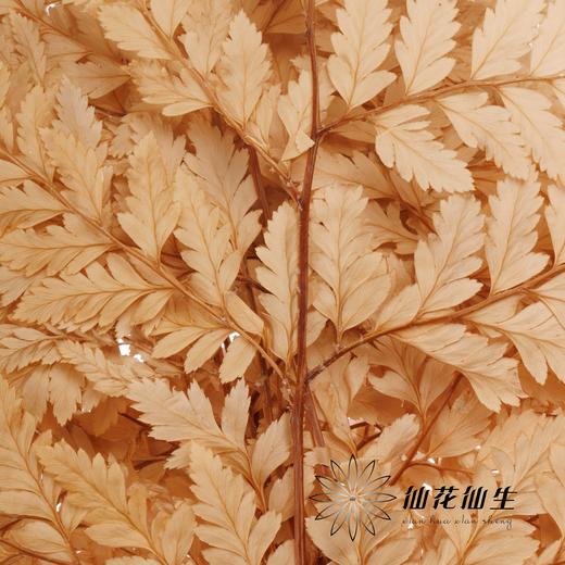 永生花材 ｜ 高山羊咖色 商品图2