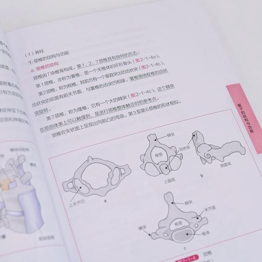 躯干与骨盆的功能评估和运动疗法 商品图3