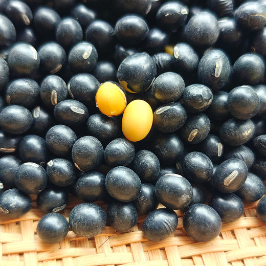特地找的『洪湖老品种土黑豆』黑皮黄芯，清甜回甘，豆香四溢，熟后绵密沙软，不苦涩无豆腥，原生态无添加，不抛光打蜡染色 商品图5