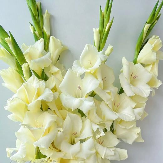 剑兰 | 奶油冰淇淋 商品图0