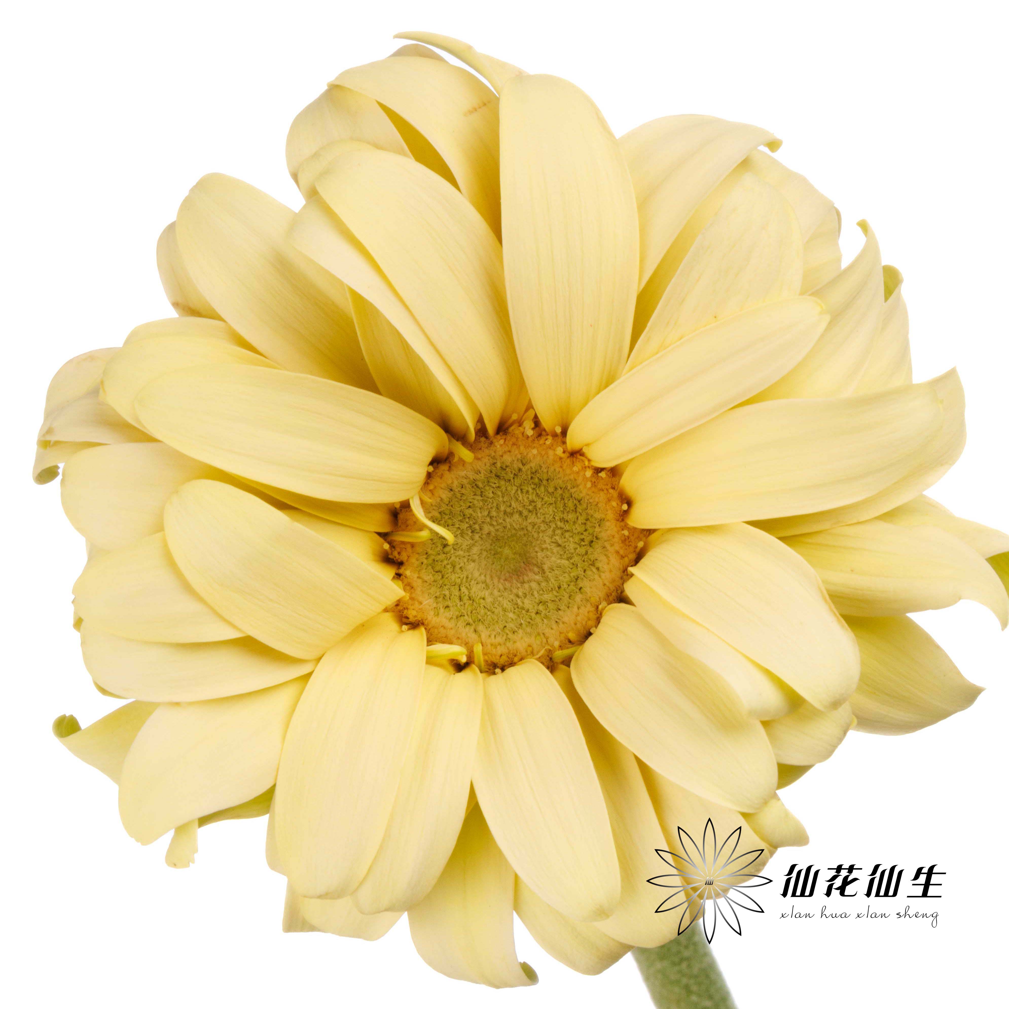 非洲菊 | 非洲菊奶油史努比