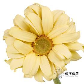 非洲菊 | 非洲菊奶油史努比