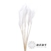 永生花材 | 针茅白色 商品缩略图1