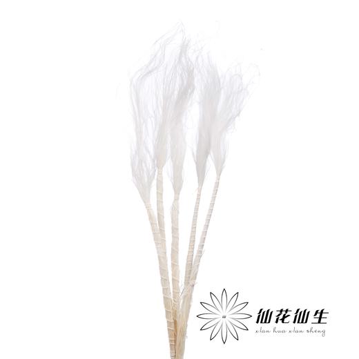 永生花材 | 针茅白色 商品图1