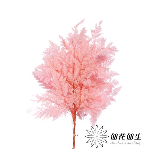 永生花材 ｜ 高山羊齿罗西粉 商品图0