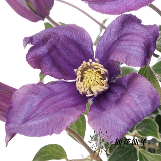 配花 | 国产铁线莲蓝色回旋 商品图0