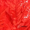 永生花材 ｜ 高山羊齿橘红 商品缩略图2