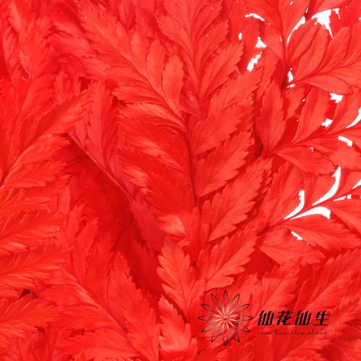 永生花材 ｜ 高山羊齿橘红 商品图2