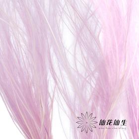 永生花材 | 针茅浅紫色