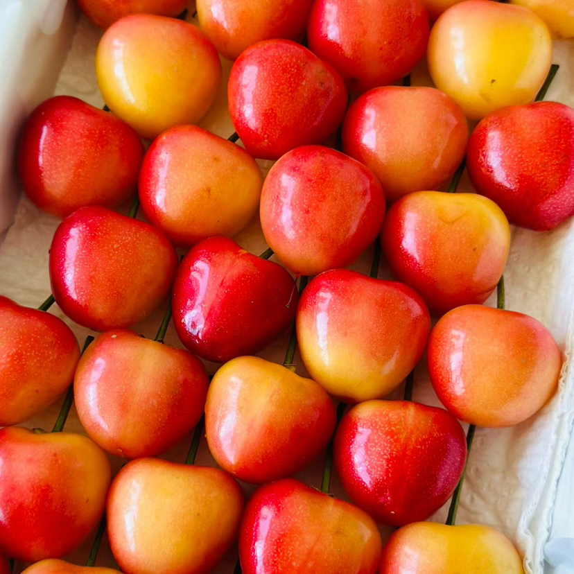 国产黄樱桃 美国红