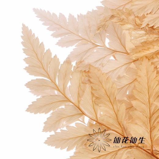 永生花材 ｜ 高山羊咖色 商品图1