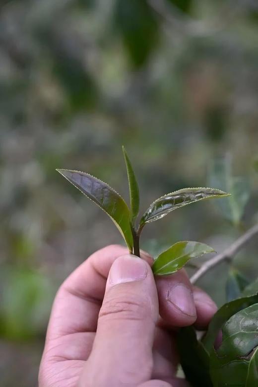 4月18日中午12点【龙凤山散茶】2026年易武刮风寨龙凤山普洱生茶，属于发烧友的好茶，超精微山头市面无。 商品图3