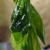【双有机海带嫩芽】出口17国的同工厂同生产线，简单清洗即可食用👍冷水半小时泡发 商品缩略图0