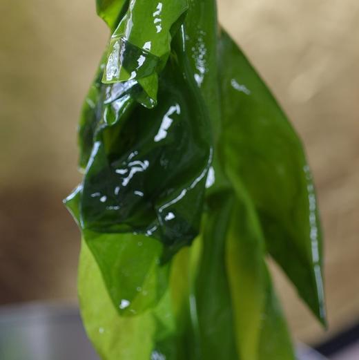 【双有机海带嫩芽】出口17国的同工厂同生产线，简单清洗即可食用👍冷水半小时泡发 商品图0