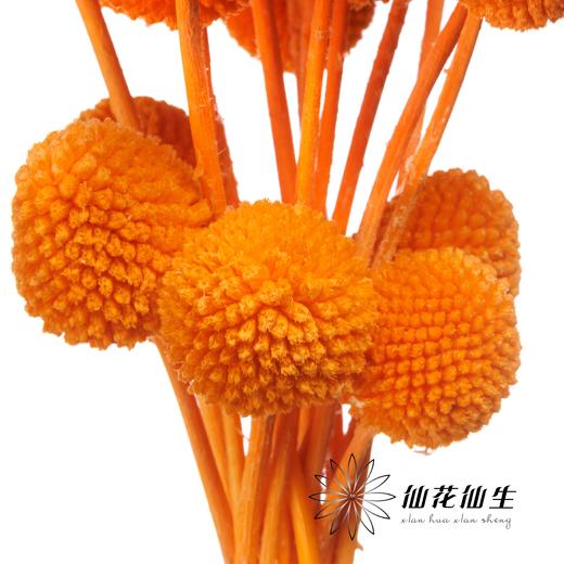 永生花材 | 黄金球橙色 商品图1