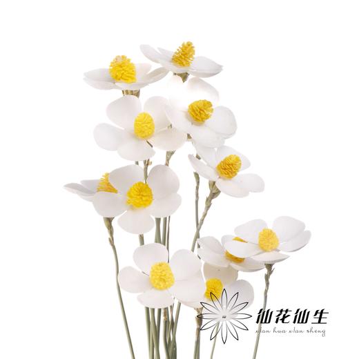 永生花材丨紫罗兰白色 商品图1