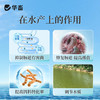 华畜丁酸梭菌原液兽用鸡鸭鹅猪牛羊调节肠道益生菌诱食促长菌种 商品缩略图2