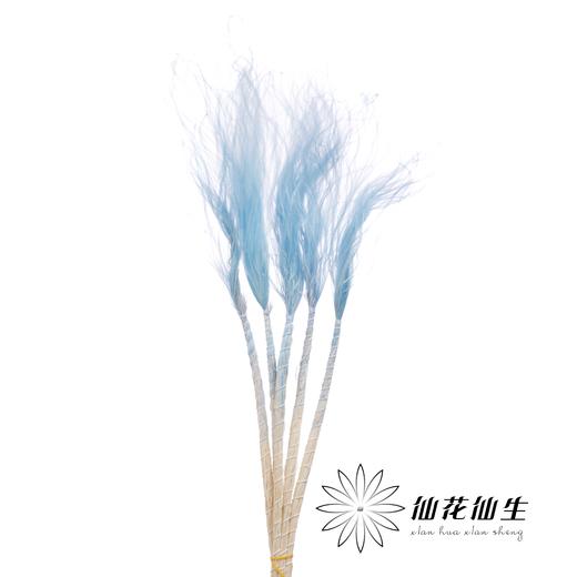 永生花材 | 针茅浅蓝色 商品图1