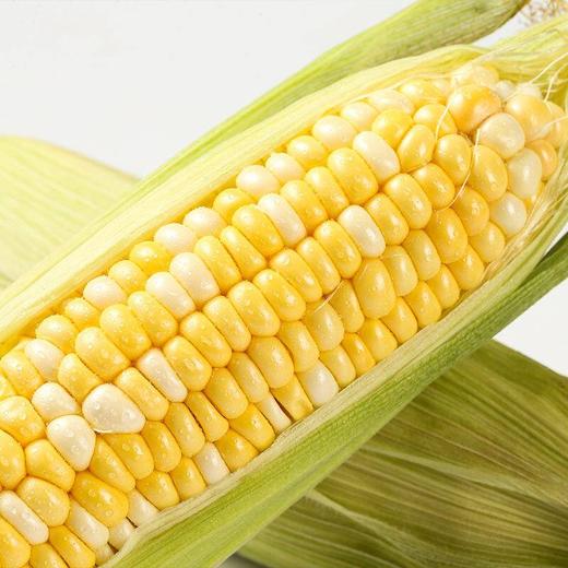 【醒粉福利9.9元3斤】【香甜软糯】云南水果玉米 商品图1