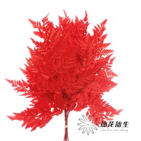 永生花材 ｜ 高山羊齿橘红