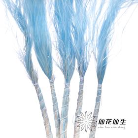 永生花材 | 针茅浅蓝色