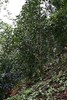 4月18日中午12点【龙凤山散茶】2026年易武刮风寨龙凤山普洱生茶，属于发烧友的好茶，超精微山头市面无。 商品缩略图4