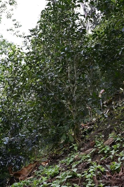 4月18日中午12点【龙凤山散茶】2026年易武刮风寨龙凤山普洱生茶，属于发烧友的好茶，超精微山头市面无。 商品图4