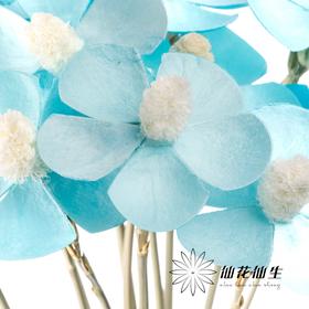 永生花材丨紫罗兰