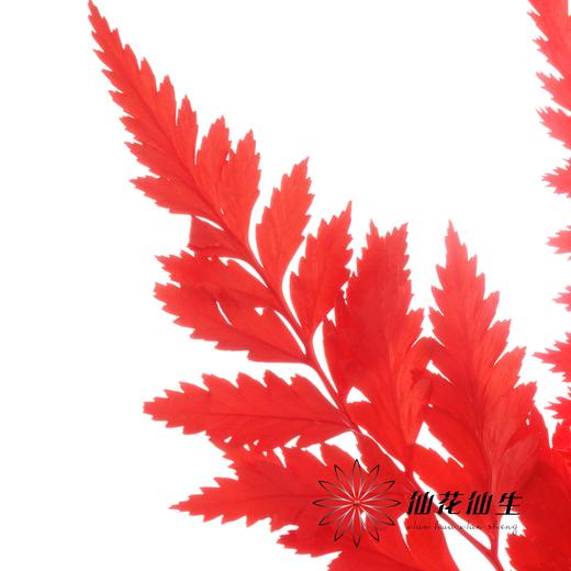 永生花材 ｜ 高山羊齿橘红 商品图3