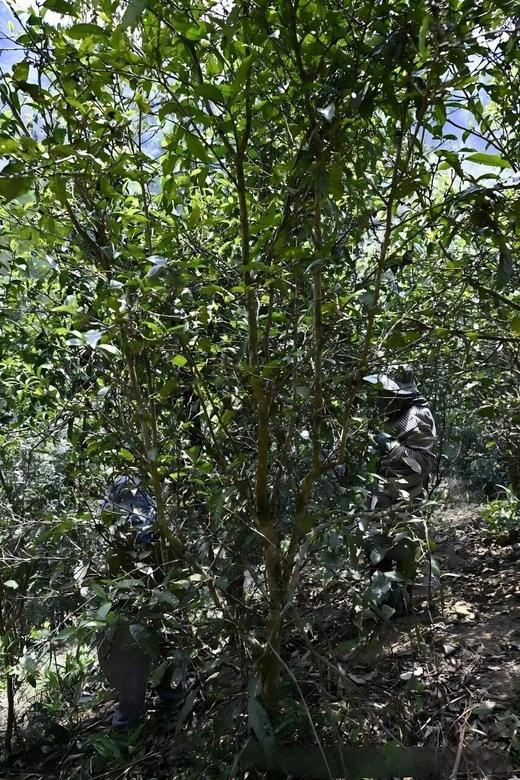 4月18日中午12点【龙凤山散茶】2026年易武刮风寨龙凤山普洱生茶，属于发烧友的好茶，超精微山头市面无。 商品图2