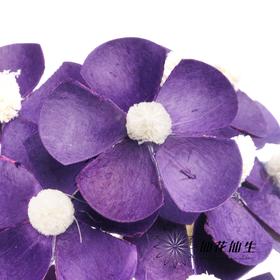 永生花材丨紫罗兰深紫