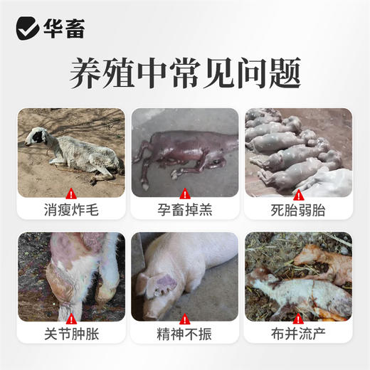 华畜布并统至猪牛羊布氏杆菌布用布并流产消瘦掉毛孕畜可用兽用 商品图1