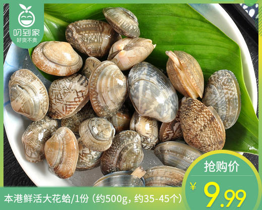 【叼鲜】本港鲜活大花蛤/1份（约500g，约35-45个） 商品图0