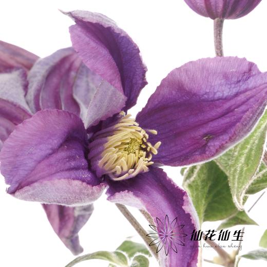 配花 | 国产铁线莲蓝色回旋 商品图3