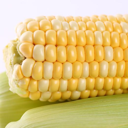 【醒粉福利9.9元3斤】【香甜软糯】云南水果玉米 商品图2