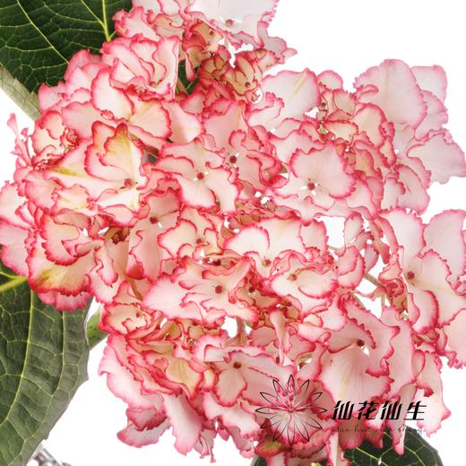 绣球 | 绣球碎花裙 商品图2