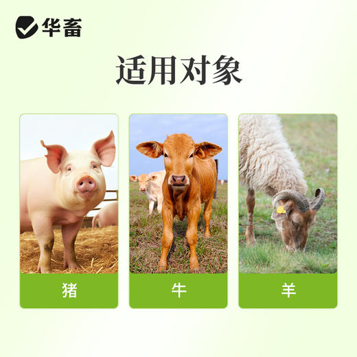 华畜布并统至猪牛羊布氏杆菌布用布并流产消瘦掉毛孕畜可用兽用 商品图3