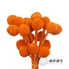 永生花材 | 黄金球橙色 商品缩略图0
