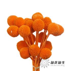 永生花材 | 黄金球橙色