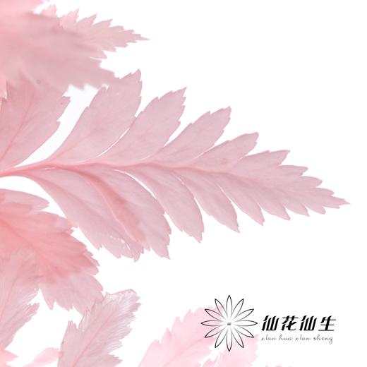 永生花材 ｜ 高山羊齿罗西粉 商品图2