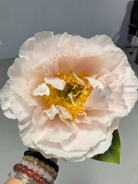 【24小时发货】羞涩公主【人间四月天，芍药铺庭前】简小姐精选新品 羞涩公主 2件包邮 顺丰空运直发